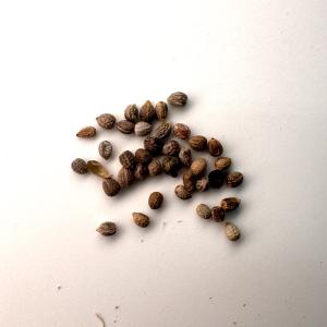 種子】ユーフォルビア・オベサ [現地採種] 5粒/Euphorbia obesa