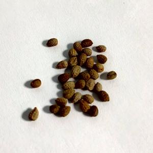 種子】ユーフォルビア・カリサナ 3s Euphorbia kalisana : プラント