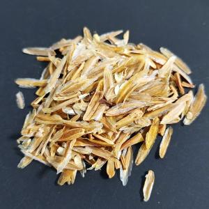 3月入荷 20粒 センナ メリディオナリス 種子 種 証明書あり1308 3月入荷 20粒 センナ メリディオナリス 種子 種 証明書あり1308 種子