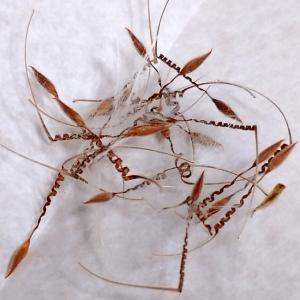 Adenia pechuelii アデニア　ペチュエリー　種子　3粒 種子】アデニア・ペチュエリー 3s Adenia pechuelii : プラント