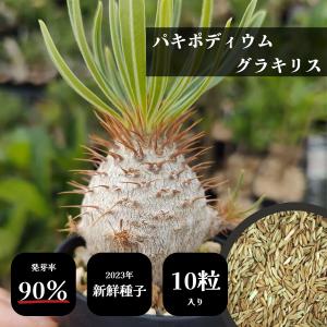 新着 2024年【種子】パキポディウム・グラキリス 10s Pachypodium gracilius