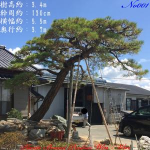 2025年 植木 黒松(クロマツ)の中樹 No9 F-1 : PLANT・BONSAI・Produce