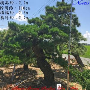 2025年 植木 黒松(クロマツ)の中樹 No9 F-1 : PLANT・BONSAI・Produce
