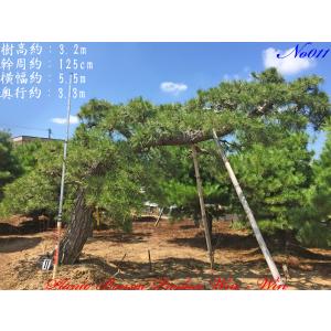 2025年 植木 黒松(クロマツ)の中樹 No9 F-1 : PLANT・BONSAI・Produce