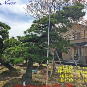 2025年 植木 黒松(クロマツ)の中樹 No9 F-1 : PLANT・BONSAI・Produce
