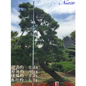 2025年 植木 黒松(クロマツ)の中樹 No9 F-1 : PLANT・BONSAI・Produce