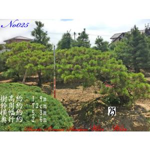 2025年 植木 黒松(クロマツ)の中樹 No9 F-1 : PLANT・BONSAI・Produce