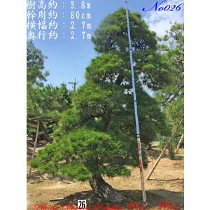 2025年 植木 黒松(クロマツ)の中樹 No9 F-1 : PLANT・BONSAI・Produce