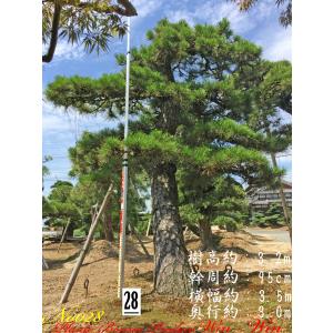 2025年 植木 黒松(クロマツ)の大樹 No12 F-1 : PLANT・BONSAI・Produce