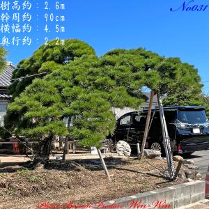 2025年 植木 黒松(クロマツ)の中樹 No6 F-1 : PLANT・BONSAI・Produce
