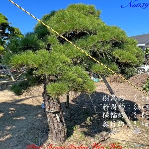 2025年 植木 黒松(クロマツ)の中樹 No9 F-1 : PLANT・BONSAI・Produce