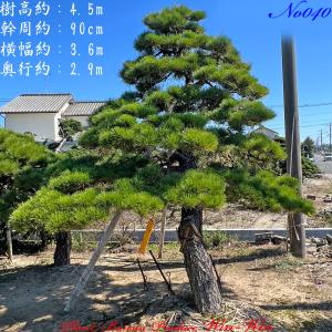 当園引き渡し 槇の木 マキの木 らかんまき : 外海商店 - 通販 - Yahoo