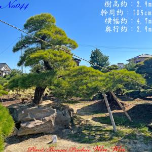 当園引き渡し 槇の木 マキの木 らかんまき : 外海商店 - 通販 - Yahoo