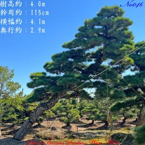 2025年 植木 黒松(クロマツ)の中樹 No9 F-1 : PLANT・BONSAI・Produce