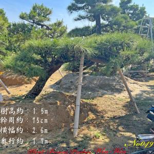 2025年 植木 黒松(クロマツ)の中樹 No9 F-1 : PLANT・BONSAI・Produce