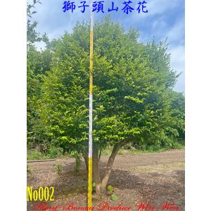 多年生の木 2024年 New Release 美景美観 ビロウヤシの大樹 No3 (7本) : PLANT