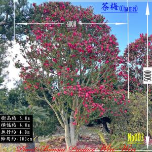 当園引き渡し 槇の木 マキの木 らかんまきA 樹齢30年以上 幹回り約25cm