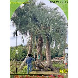 2024年 NewRelease 美景美観 カナリーヤシの中樹 No1(50本) : PLANT