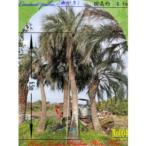 2024年 New Release 美景美観 ビロウヤシの大樹 No2 (30本) : PLANT