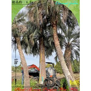2024年 美景美観 ビロウヤシの大樹 No3 (7本) : PLANT・BONSAI