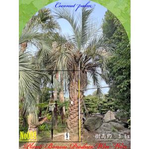 2024年 New Release 美景美観 ビロウヤシの大樹 No2 (30本