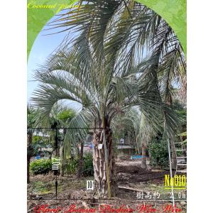 ヤシの木　ユスラヤシモドキ　バンガローパーム　ユスラヤシ　土から27センチ ヤシの木 ユスラヤシモドキ バンガローパーム ユスラヤシ 土から27