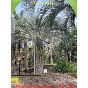 2024年 NewRelease 美景美観 カナリーヤシの中樹 No1(50本) : PLANT