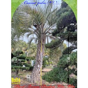 New Release 美景美観 ユッカエレファンティぺス株立ちの大樹 No3