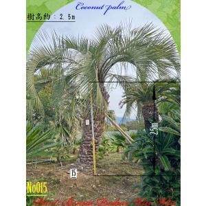 ココスヤシ　幹1.9m 茨城県より ココスヤシ 1.9m