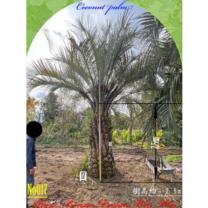 2024年 NewRelease 美景美観 カナリーヤシの中樹 No1(50本) : PLANT