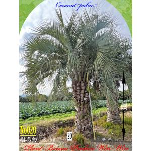 New Release 美景美観 ユッカエレファンティぺス株立ちの大樹 No3