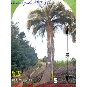 2024年 美景美観 ビロウヤシの大樹 No2 (30本) : PLANT・BONSAI