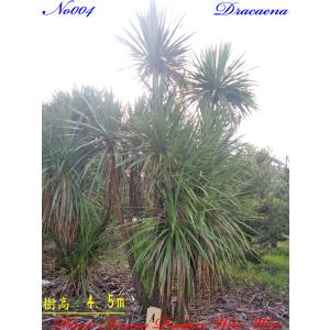 2024年 美景美観 ビロウヤシの大樹 No3 (7本) : PLANT・BONSAI