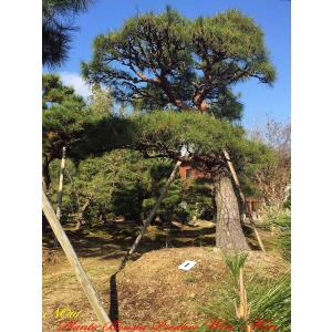 2025年 植木 黒松(クロマツ)の中樹 No9 F-1 : PLANT・BONSAI・Produce