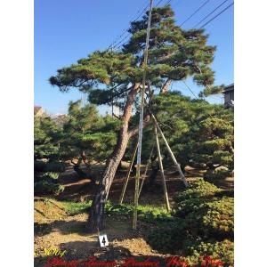 赤松『樹高約195㎝』引き取り限定。配達も可能。配達の場合、植込み無料❗️ 赤松 ノーブランド 針葉樹 【通販モノタロウ】