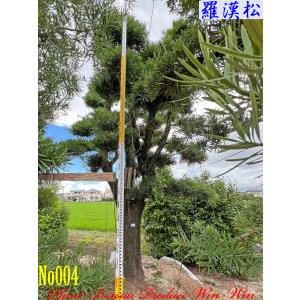 2025年 植木 黒松(クロマツ)の中樹 No9 F-1 : PLANT・BONSAI・Produce