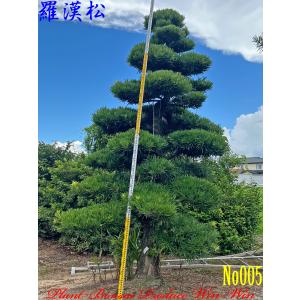 植木 美景美観 羅漢槇(ラカンマキ)No36 : PLANT・BONSAI・Produce・WIN
