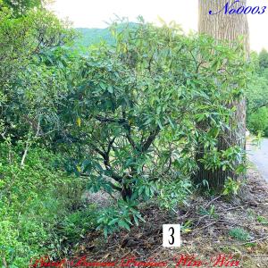 2026年 New Release 美景美観 蘇鉄(ソテツ)の大株(MT) No5 (1本株
