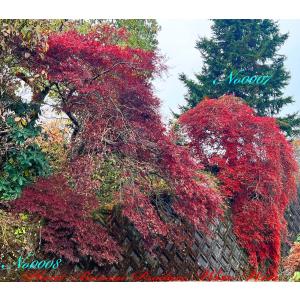 2025年 植木 黒松(クロマツ)の中樹 No9 F-1 : PLANT・BONSAI・Produce