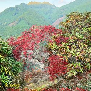 2025年 New Release 美景美観 蘇鉄(ソテツ) No2 : PLANT・BONSAI