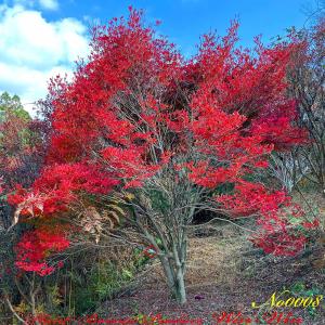 紅ドウダンツツジ 株立ち 約1.6m 現品発送 特大株 植木苗木大苗 紅