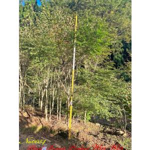 2024年 NewRelease 美景美観 カナリーヤシの中樹 No1(50本) : PLANT