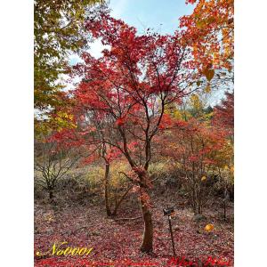 New Release 2024年 美景美観 野村紅葉(ノムラモミジ)の大樹 No1〜No4