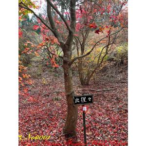 数々のアワードを受賞 21年 New Release 伊呂波紅葉 イロハモミジ 出猩々 デショウジョウ の中樹 No1 別注 Esraapharma Com