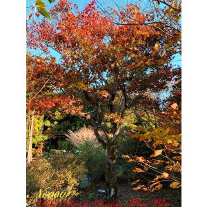 2024年 美景美観 野村紅葉(ノムラモミジ)の大樹 No1〜No4 : PLANT