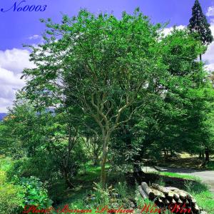 2024年 美景美観 ユッカエレファンティぺス株立ちの大樹 No3 : PLANT