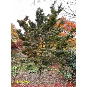 2020年 美景美観 紅枝垂れ紅葉(ベニシダレモミジ)の大樹 No8 : PLANT