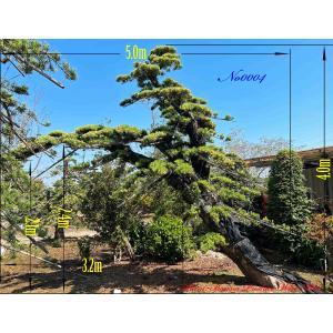 当園引き渡し 槇の木 マキの木 らかんまきB 樹齢30年以上 幹回り約25cm