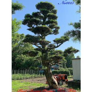 まきの木？　高さ3m まきの木？ 高さ3m 【公式通販】