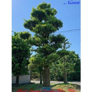 黒松　直幹 盆栽素材 黒松ミニミニ 直幹を販売｜盆栽妙 – 盆栽妙 本店